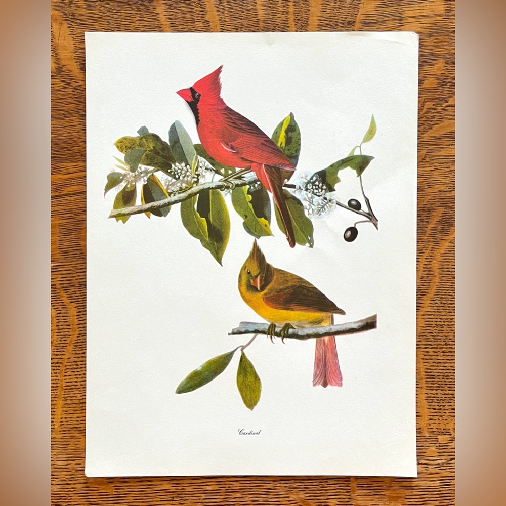 Vintage Audubon Birds of America Lithograph Print, Cardinal